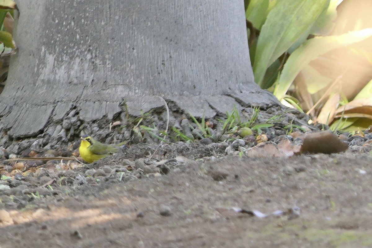 Kentucky Warbler - ML646481301