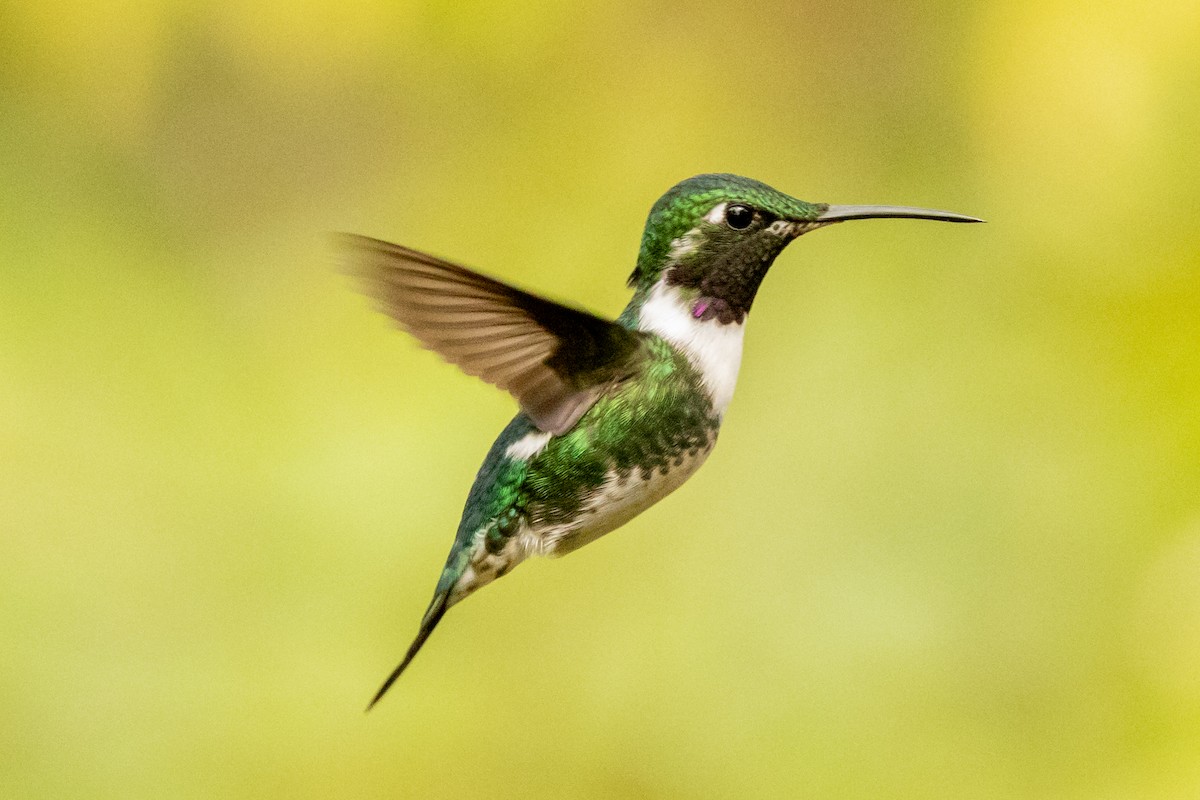 White-bellied Woodstar - ML646481302