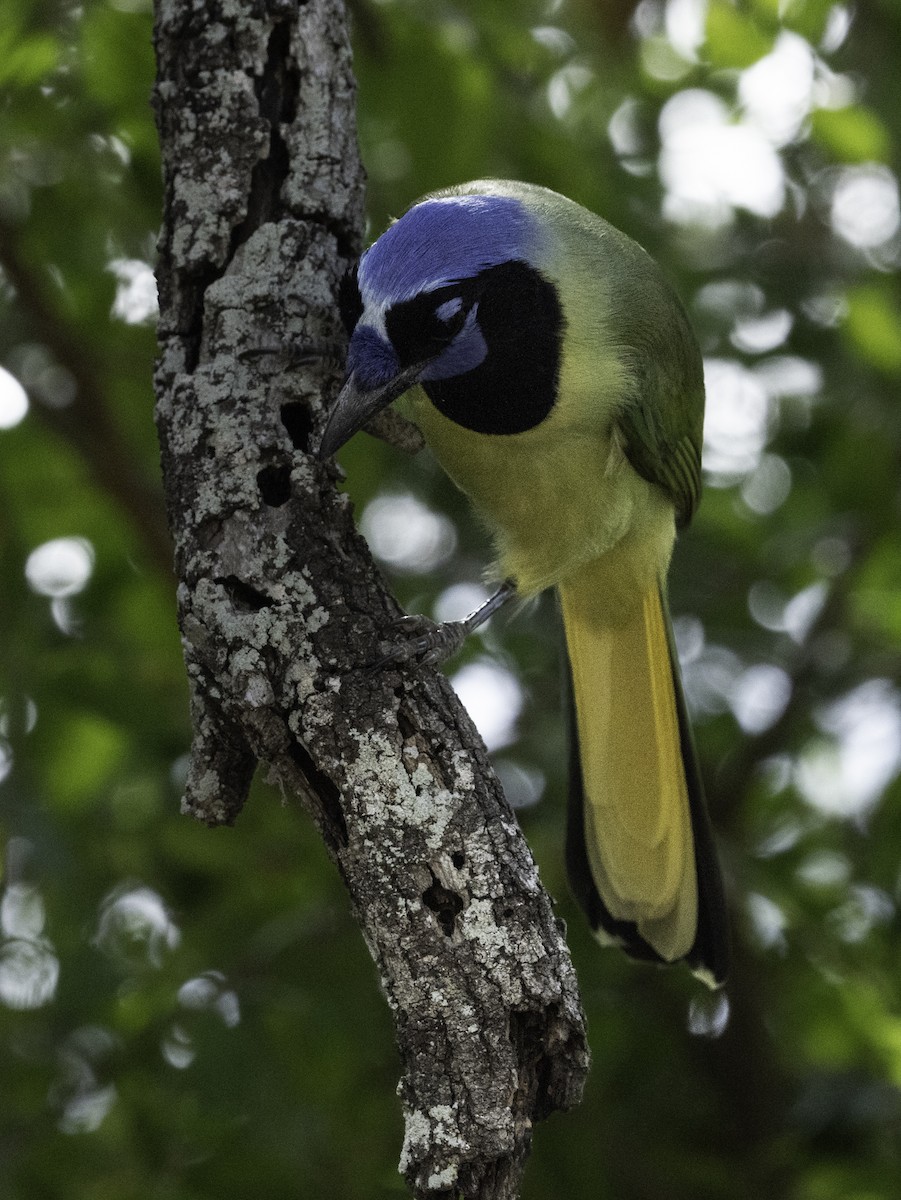 Yeşil Karga - ML646481303