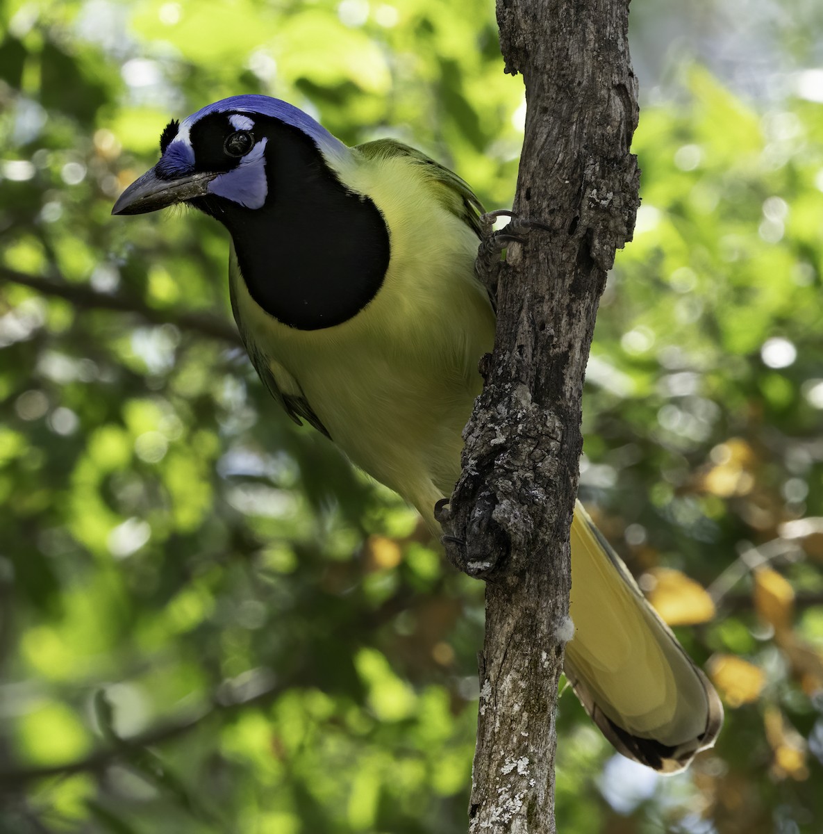 Yeşil Karga - ML646481304