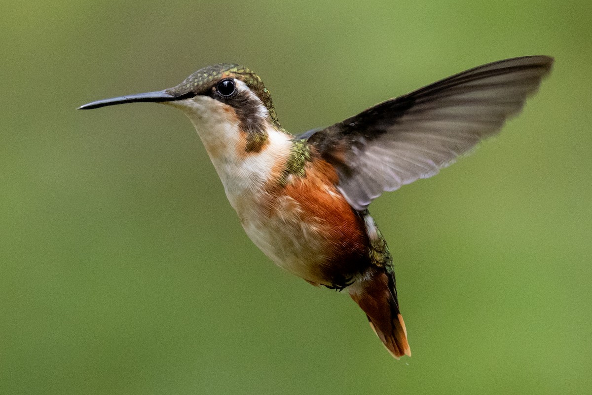 White-bellied Woodstar - ML646481305