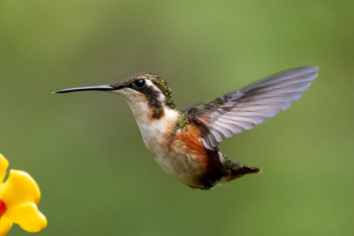 White-bellied Woodstar - ML646481306