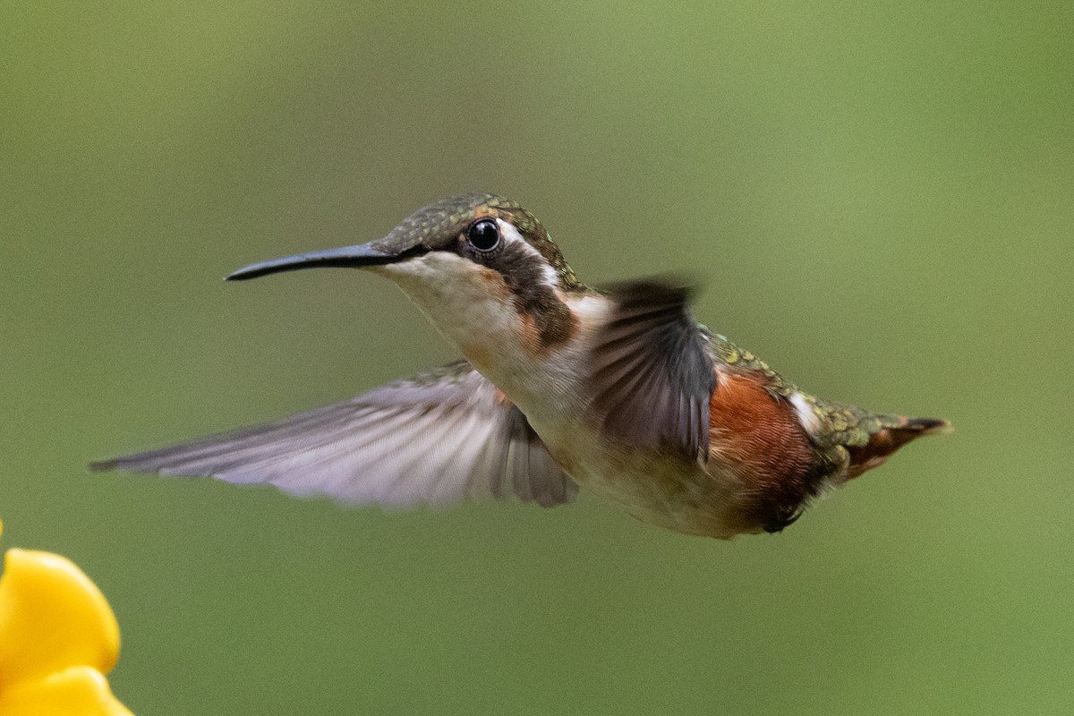 White-bellied Woodstar - ML646481307