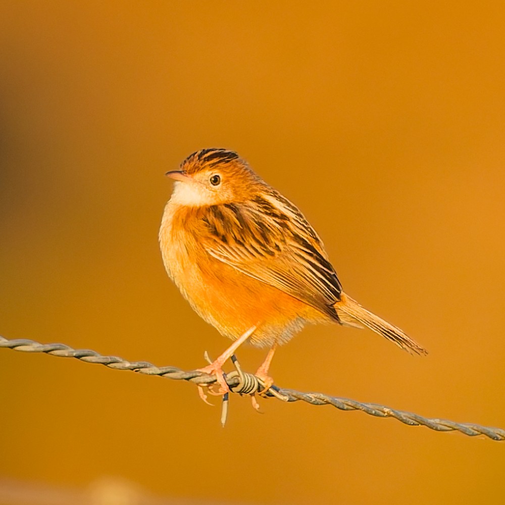 Zitting Cisticola - ML646481310