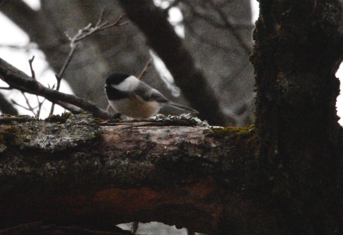 Black-capped Chickadee - ML646481312