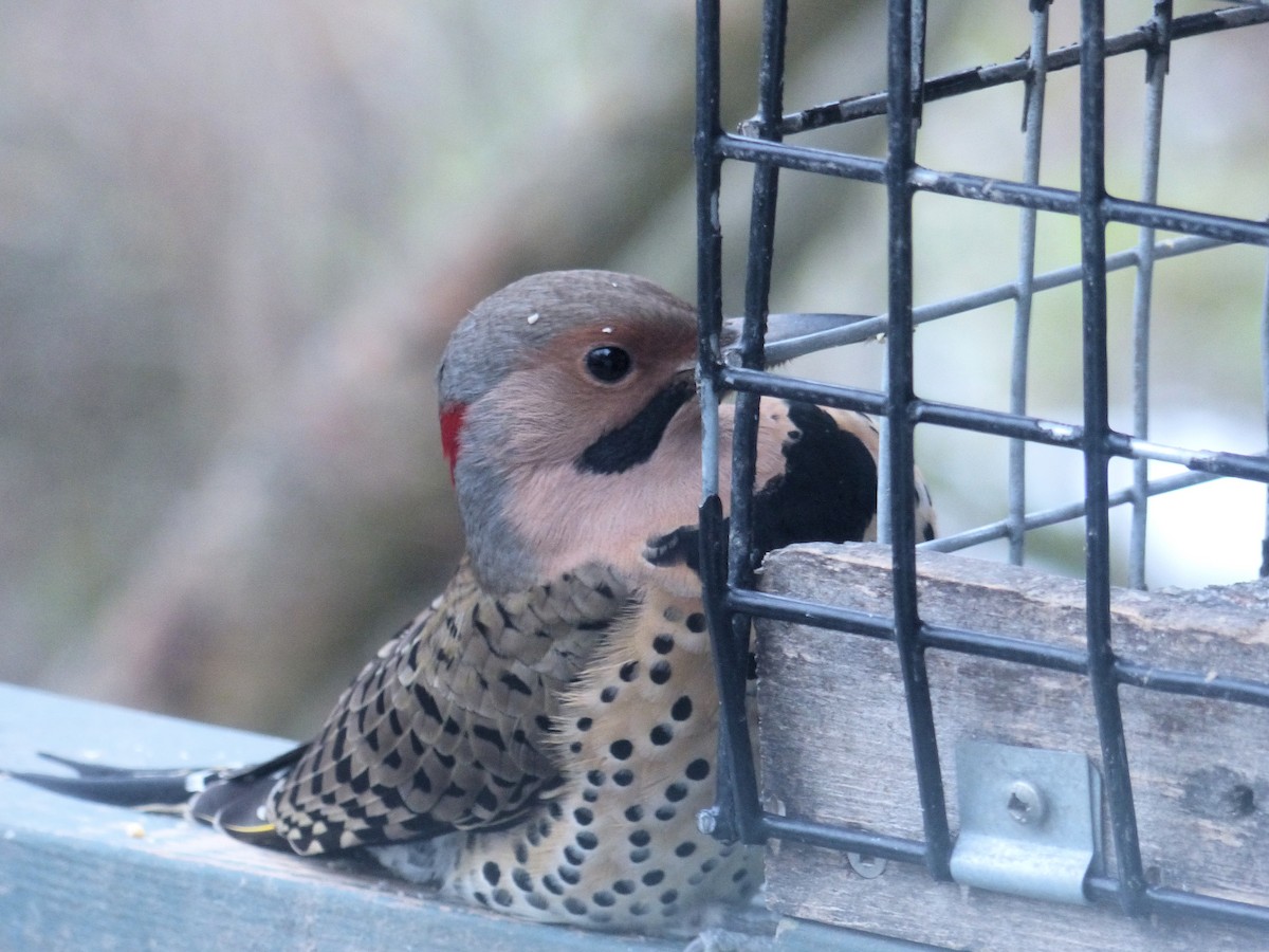 Northern Flicker (Yellow-shafted) - ML646481313