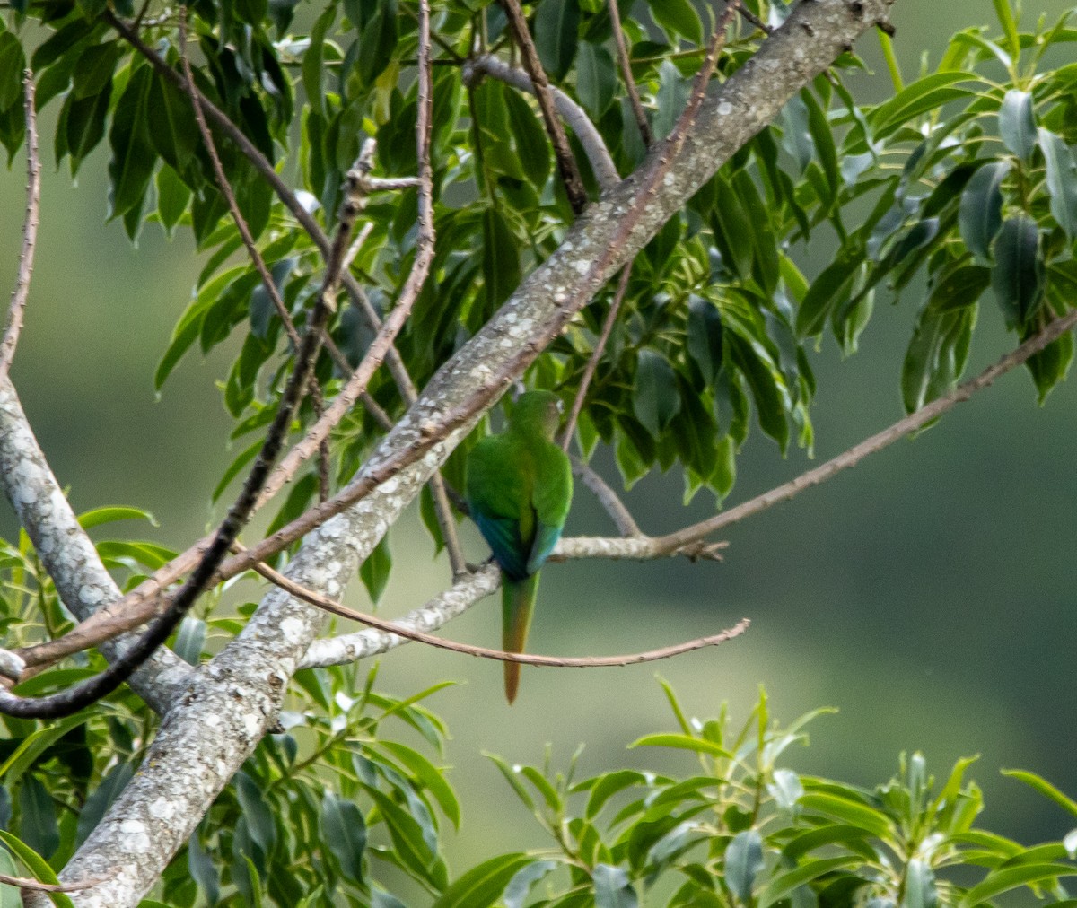 Котора рудочеревий - ML646481314