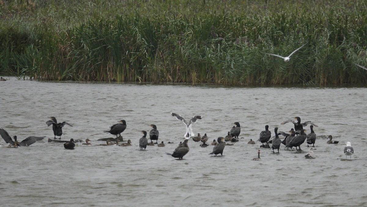 kormorán velký - ML646481315