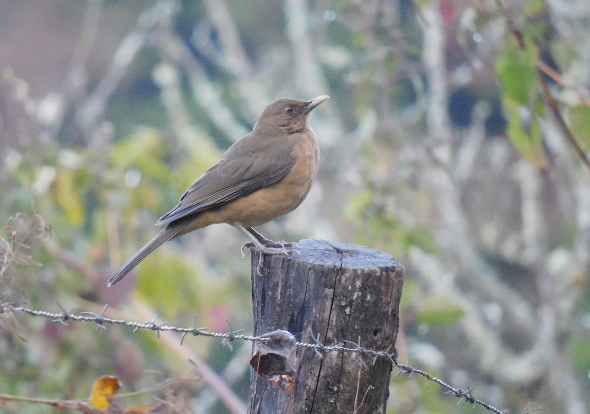 Merle fauve - ML646481316