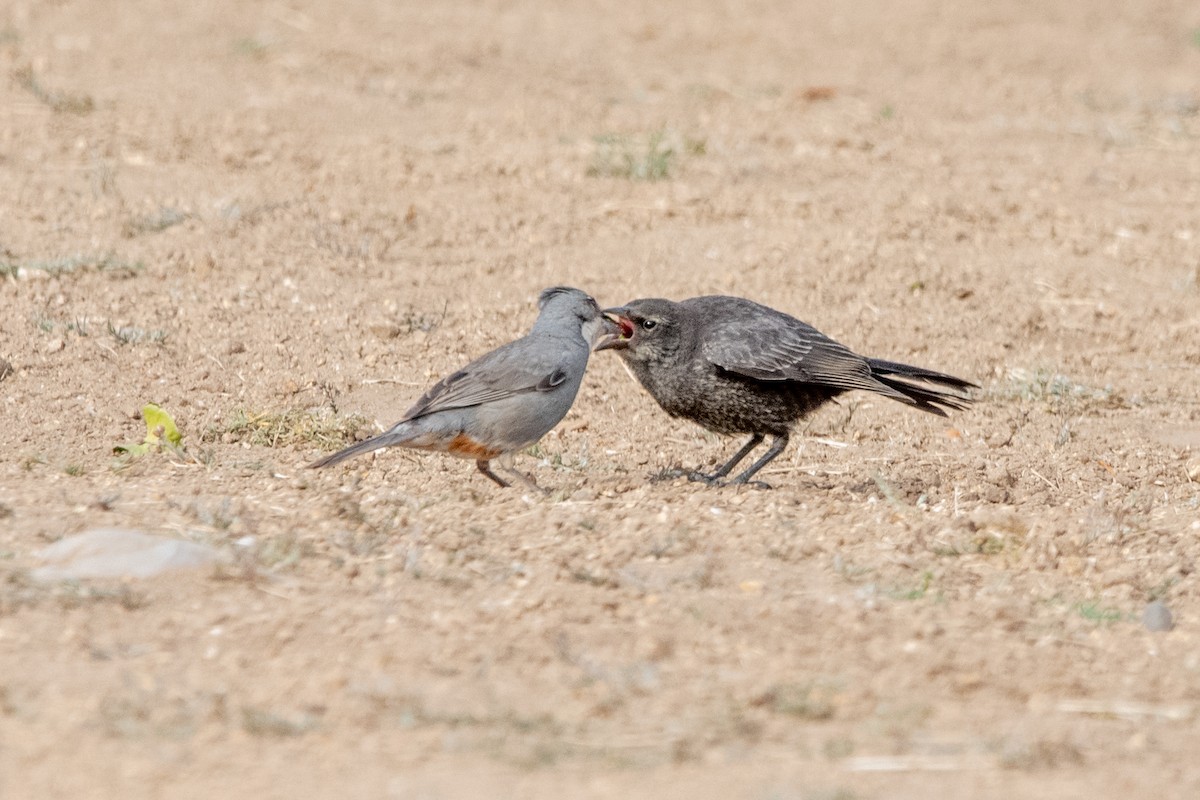 Diuca Finch - ML646481318