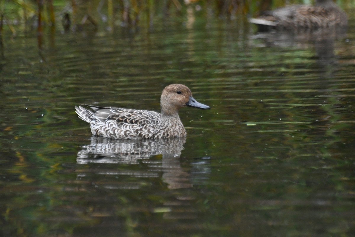 尖尾鴨 - ML646481320