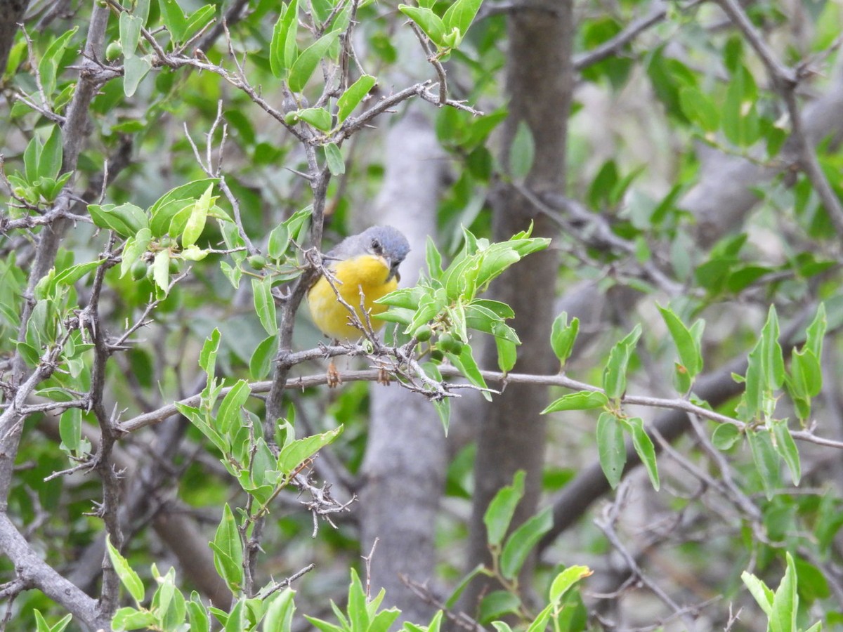 Tropical Parula - ML646481332