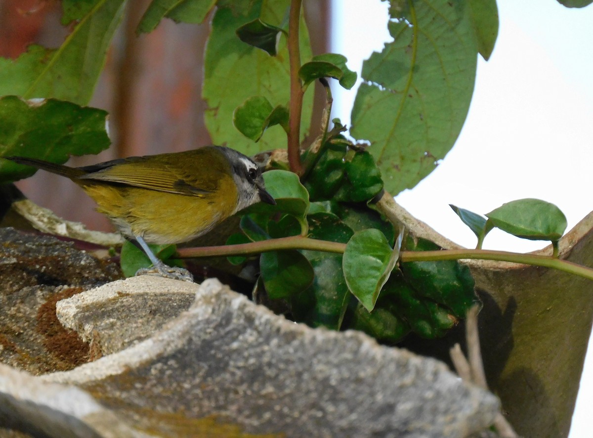 Common Chlorospingus - ML646481333