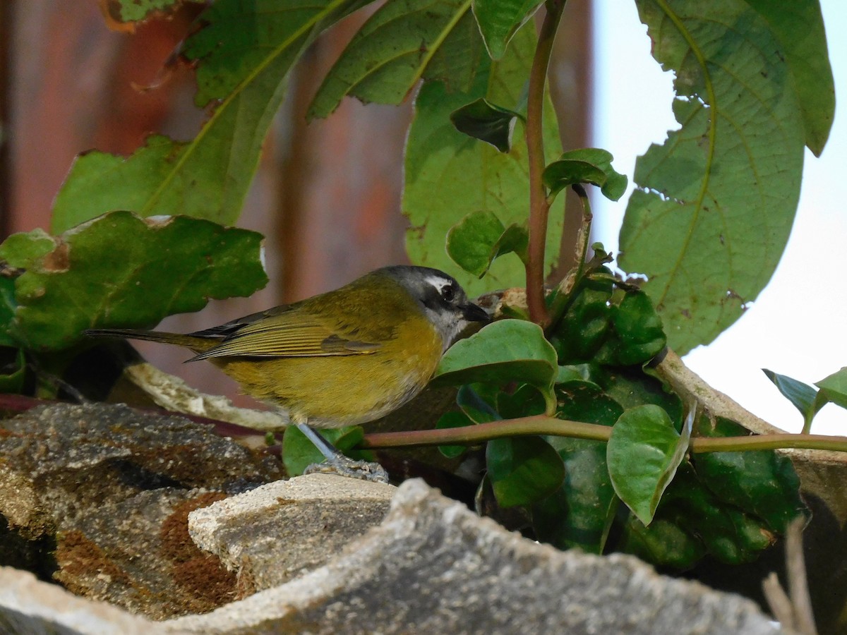 Common Chlorospingus - ML646481334