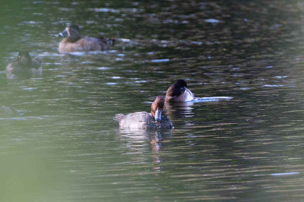 Rotkopfente - ML646481337