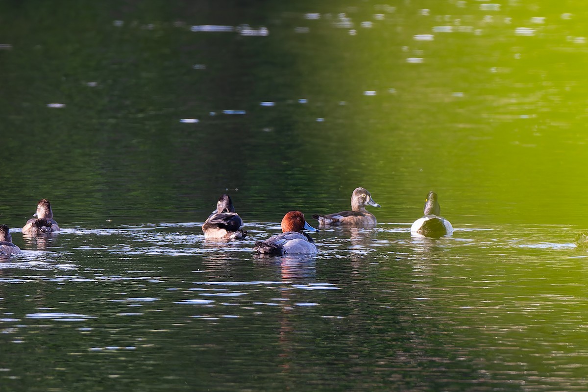 Rotkopfente - ML646481338