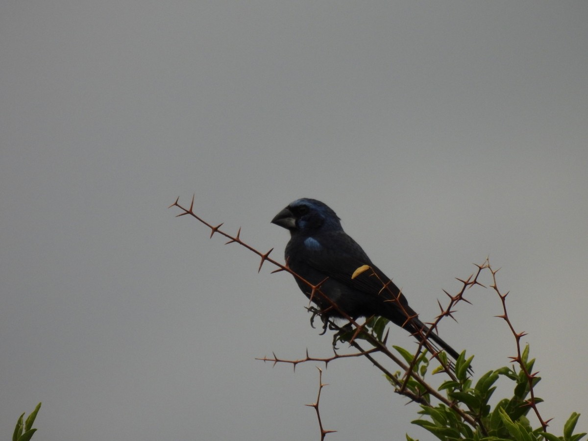 Ultramarine Grosbeak - ML646481344