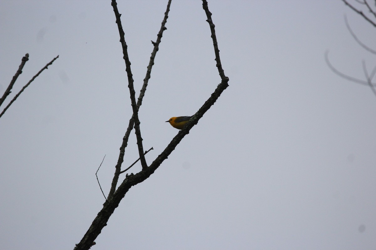 Prothonotary Warbler - ML646481345