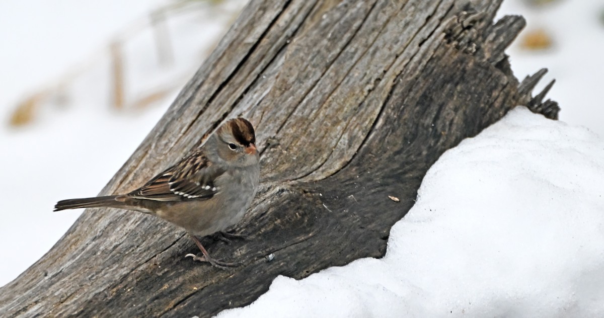 White-crowned Sparrow - ML646481348
