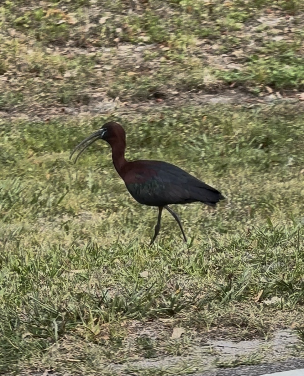 Morito Común - ML646481349