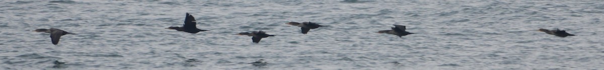 מרגון בינוני - ML646481350