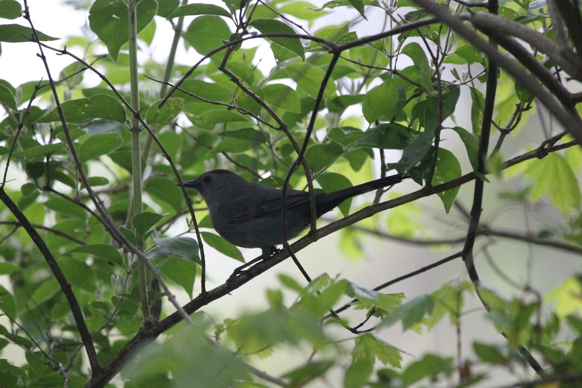 Gray Catbird - ML646481352