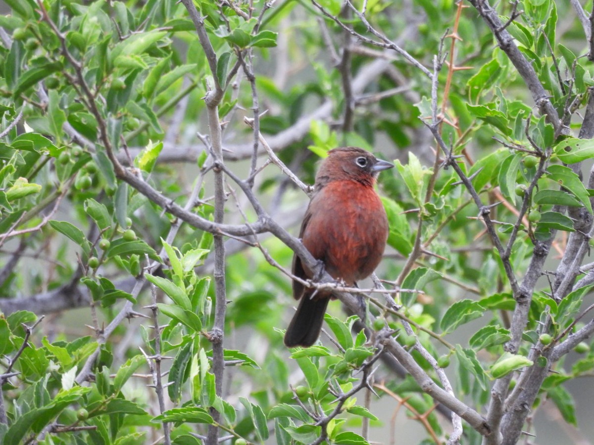 Red-crested Finch - ML646481353