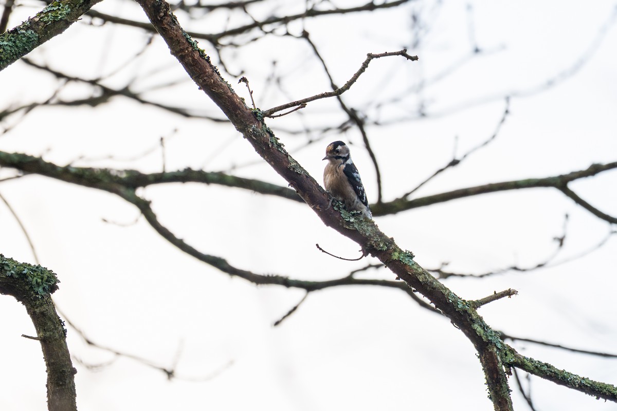 Lesser Spotted Woodpecker - ML646481356