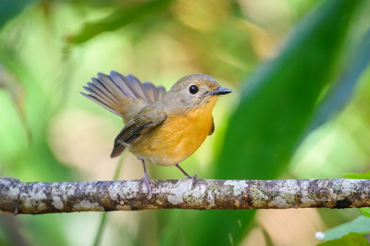 山藍仙鶲 - ML646481360