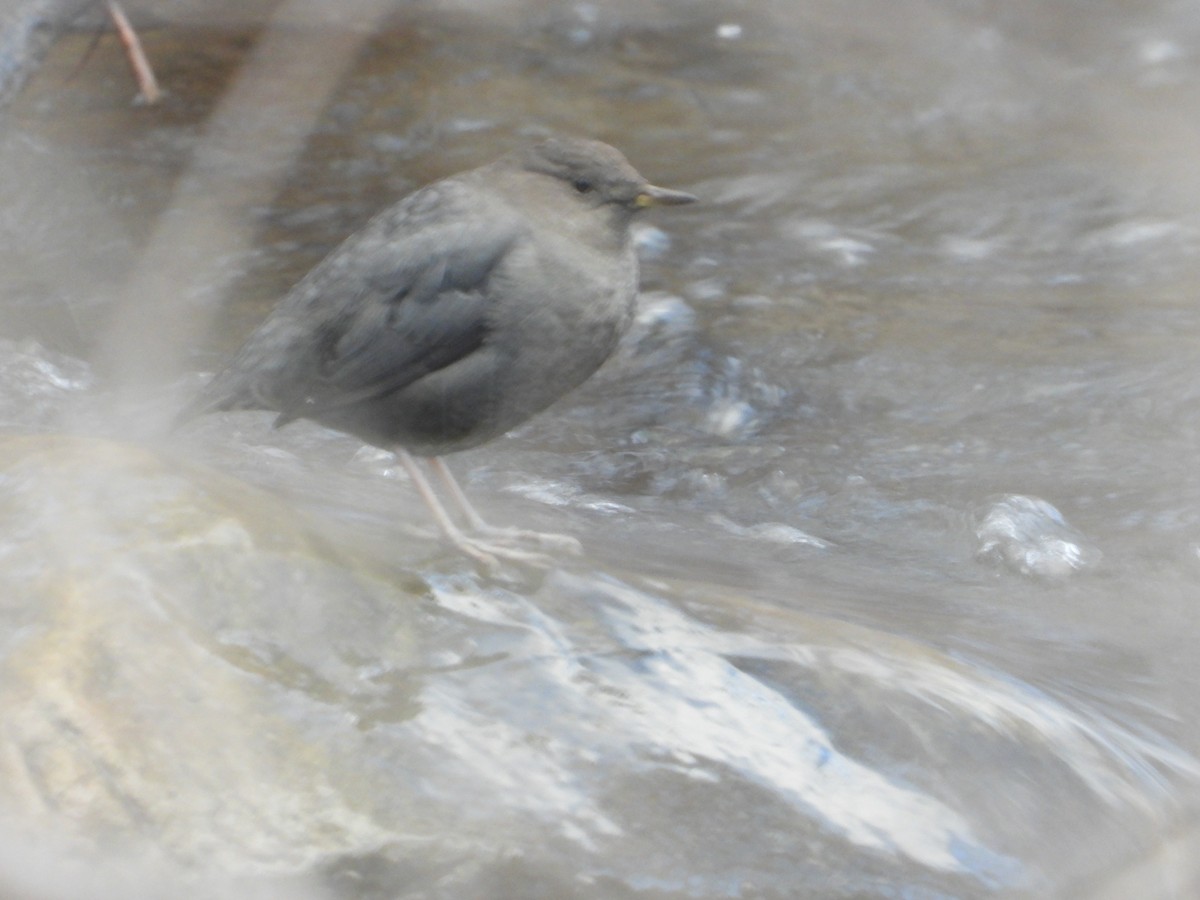 American Dipper - ML646481361