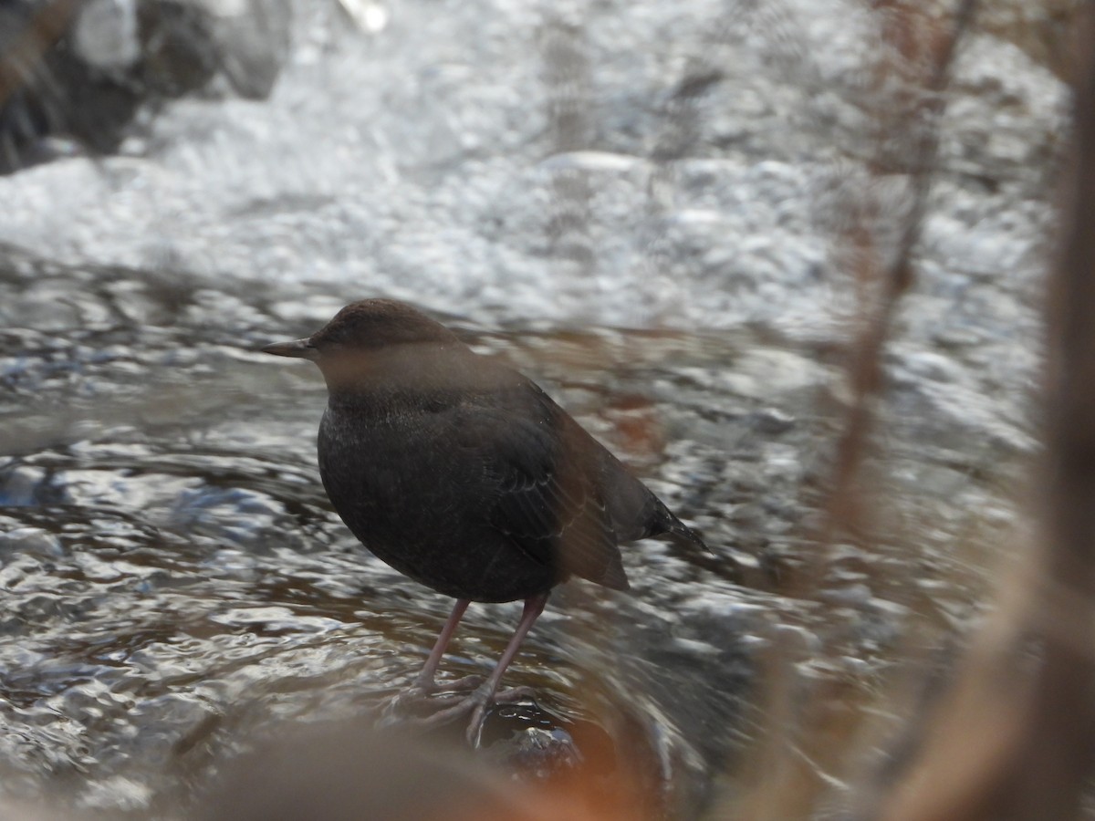 American Dipper - ML646481362