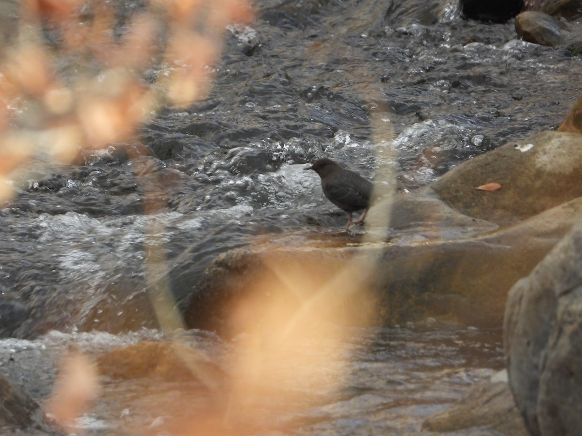 American Dipper - ML646481363