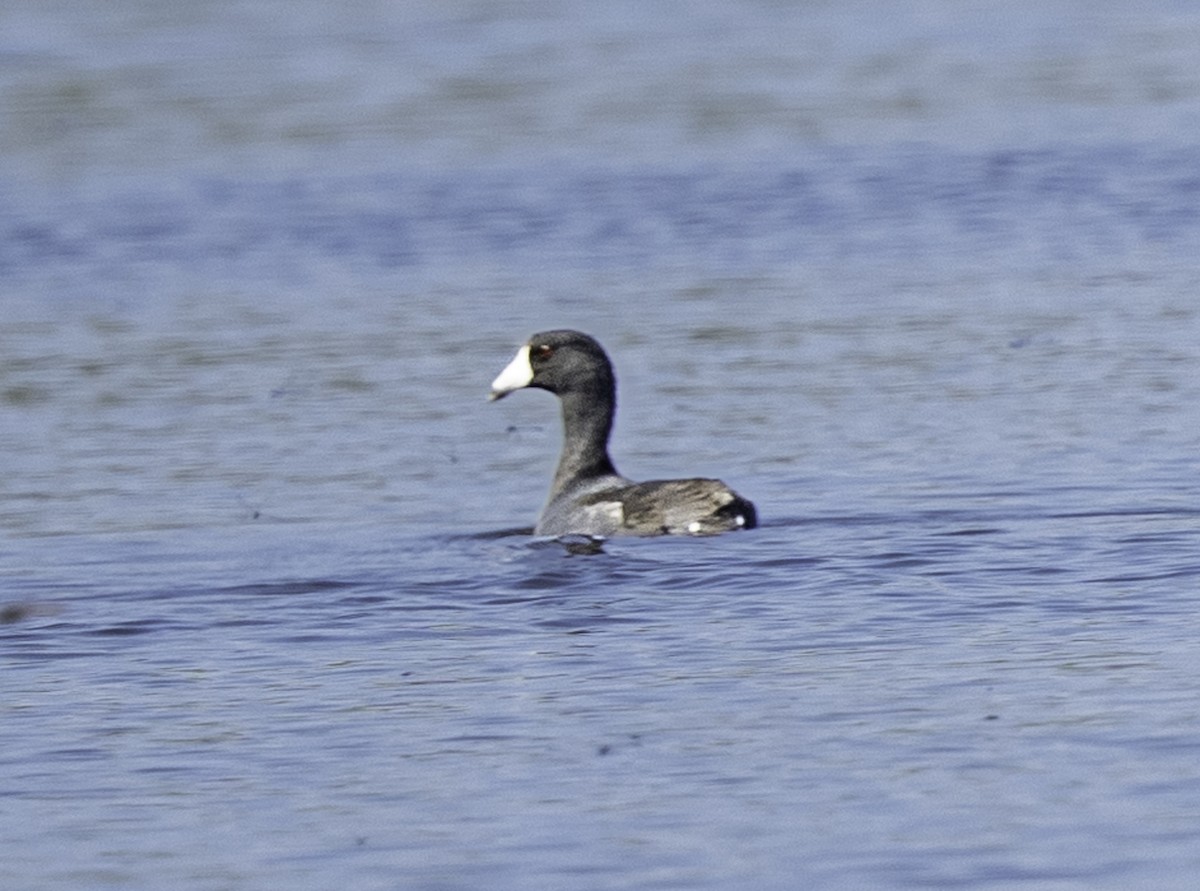 American Coot - ML646481364