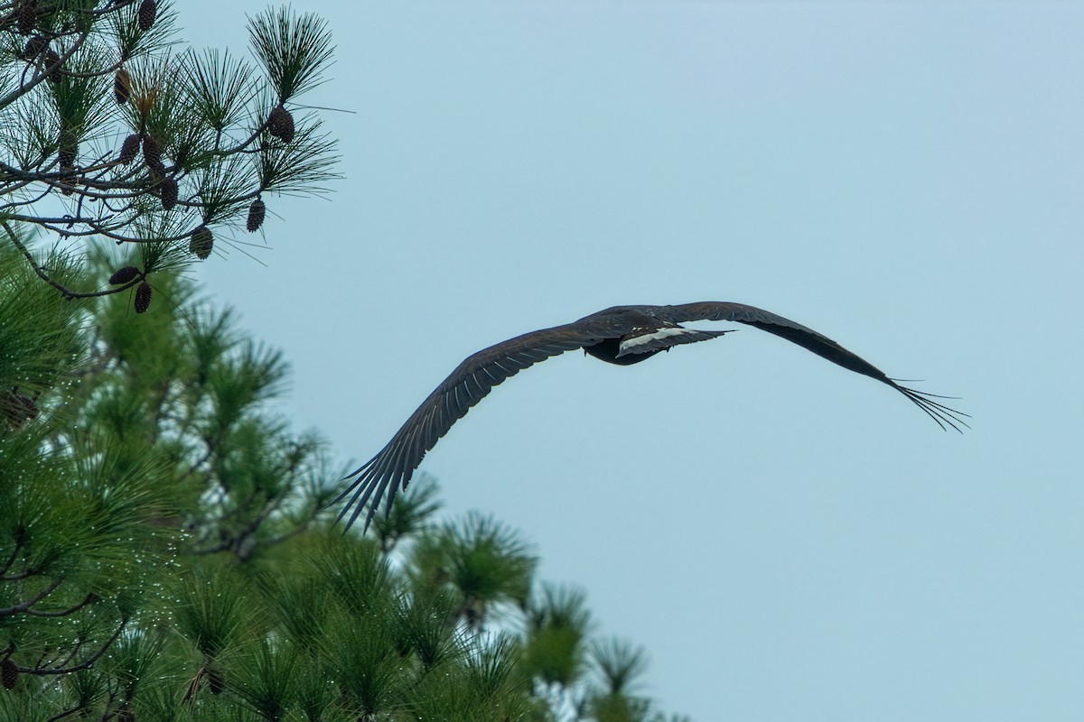 イヌワシ - ML646481365