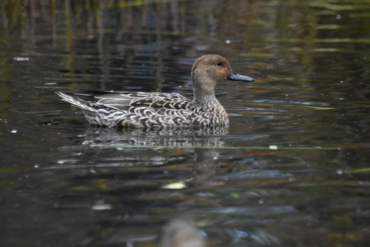 尖尾鴨 - ML646481367