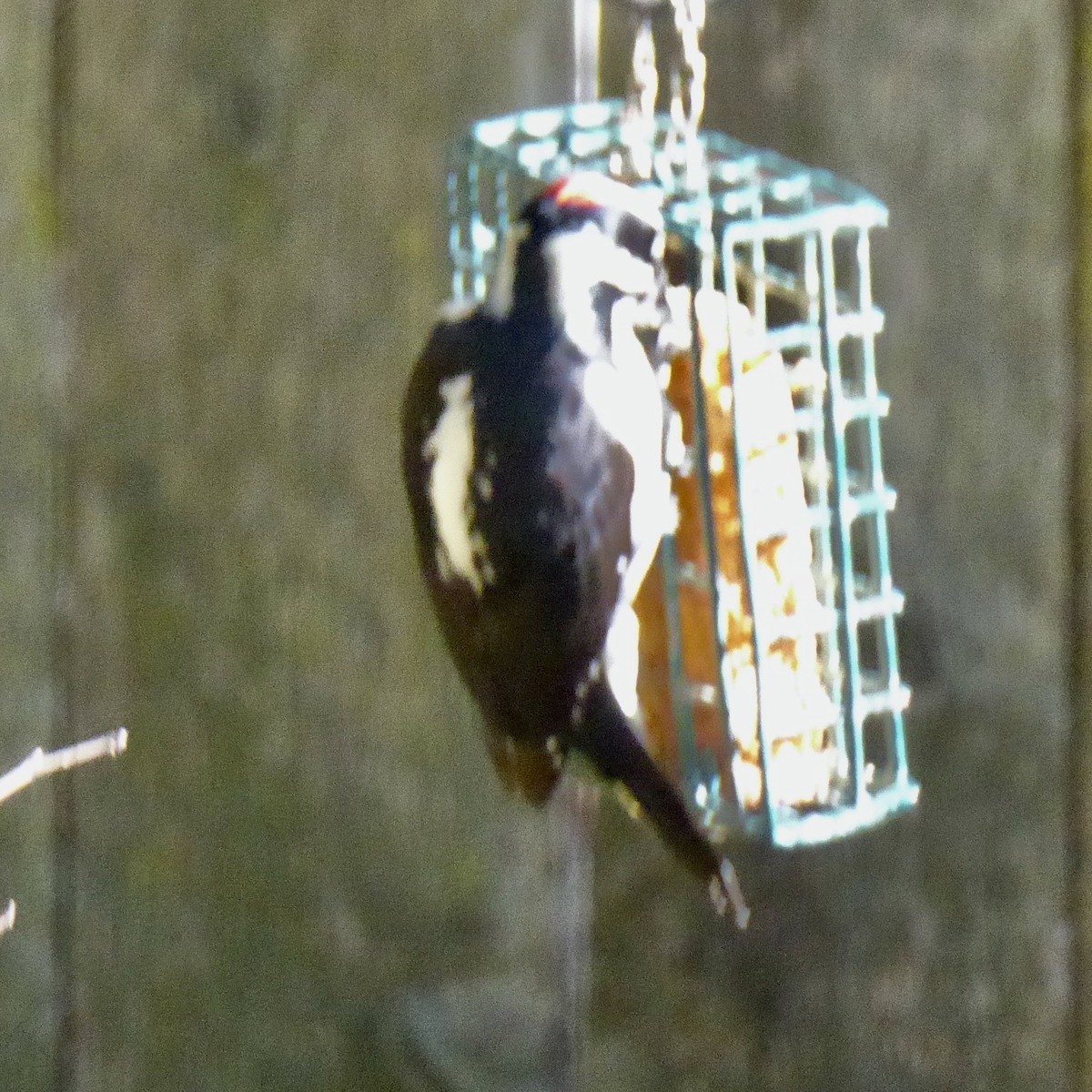 Hairy Woodpecker - ML646481368