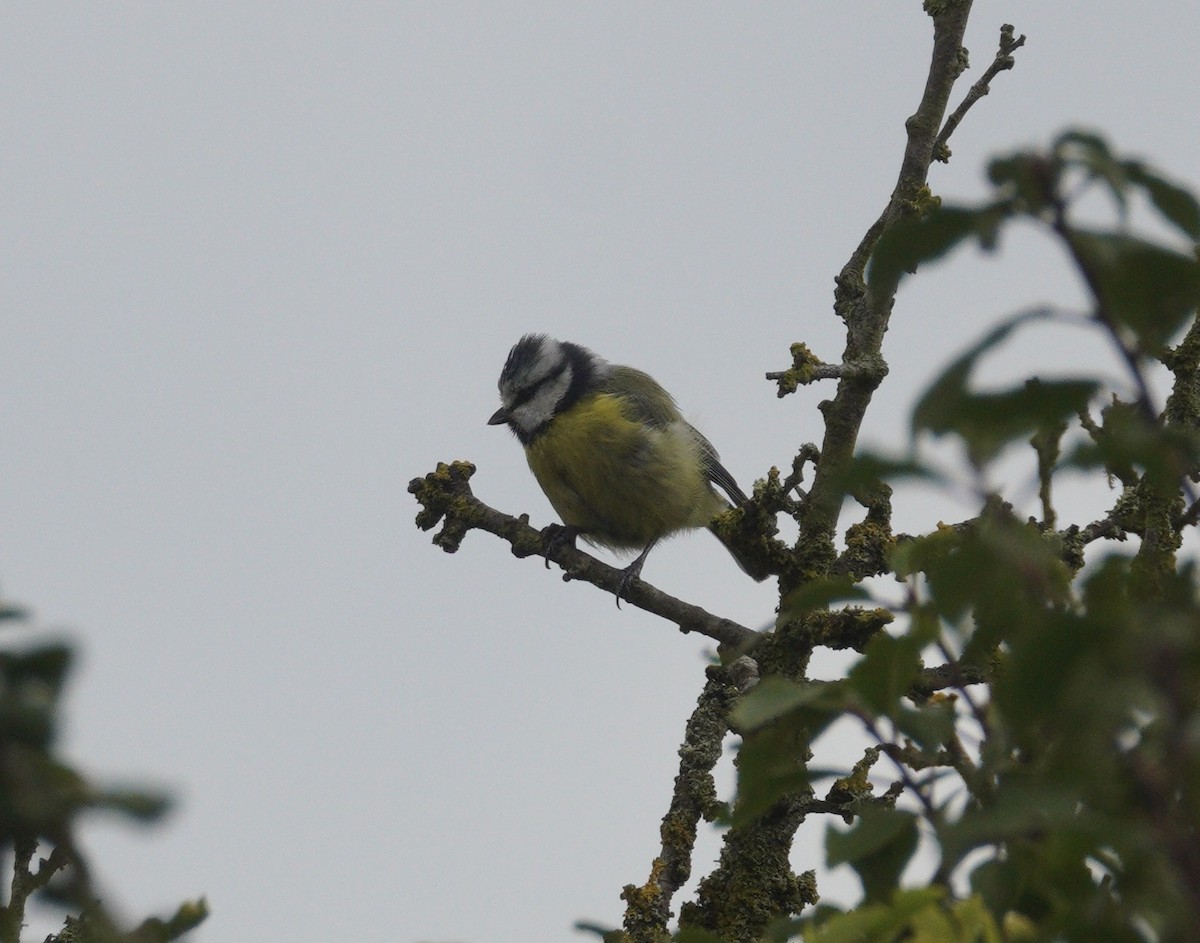 Herrerillo Común - ML646481369