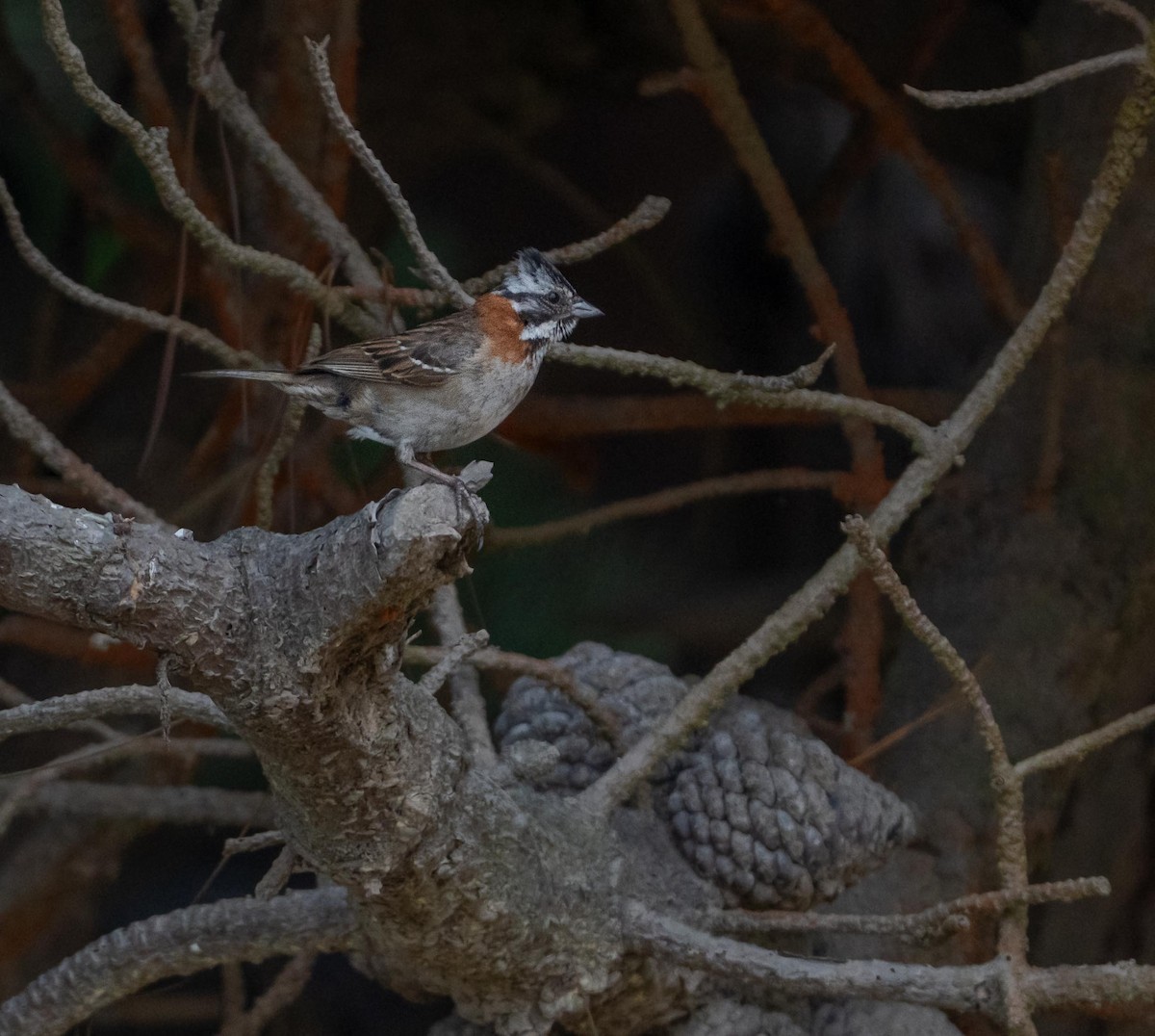 Rufous-collared Sparrow - ML646481370
