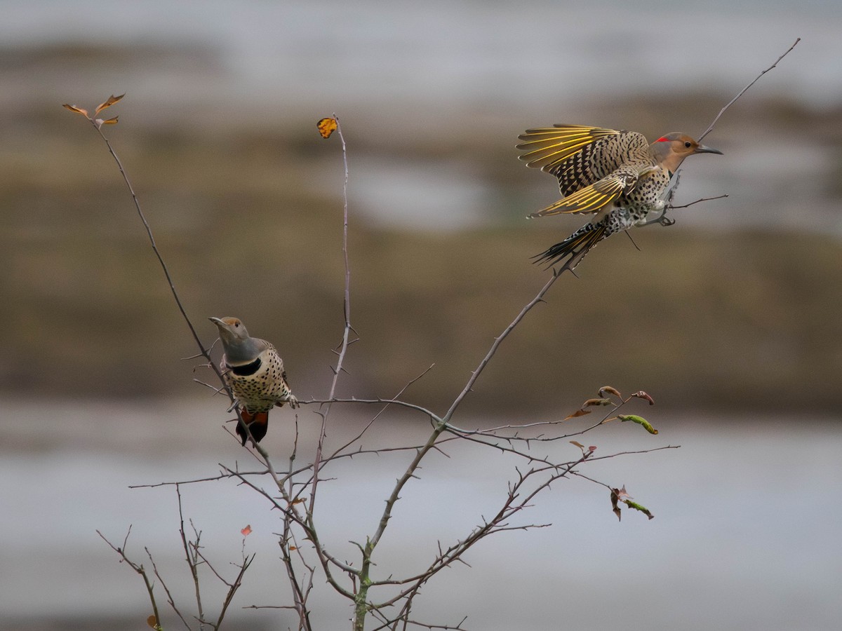 Northern Flicker - ML646481371
