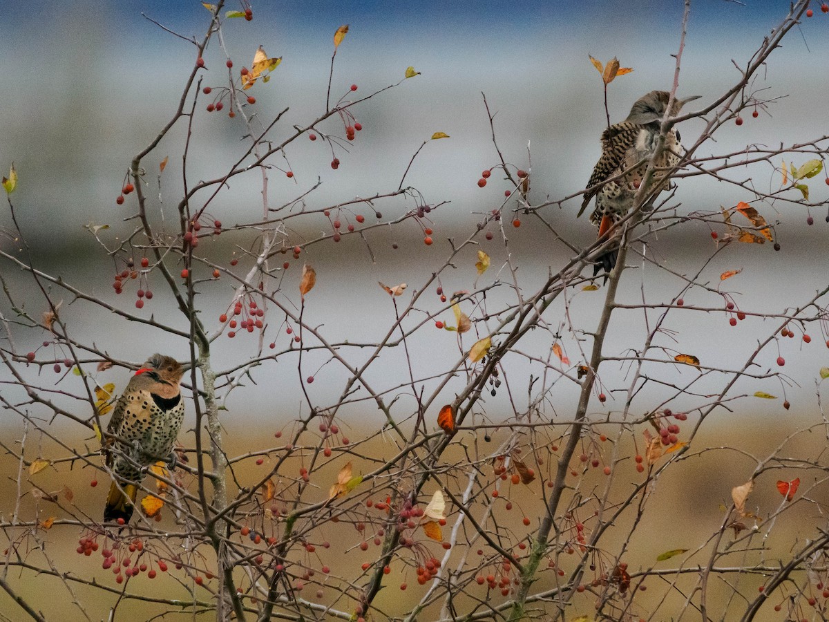 Northern Flicker - ML646481372