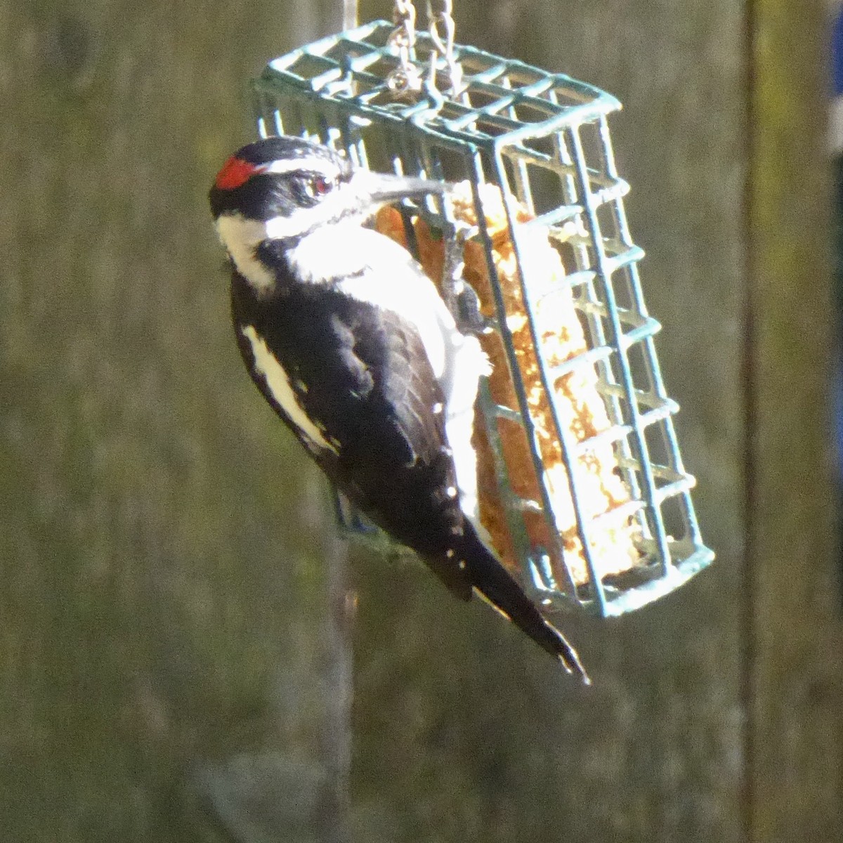 Hairy Woodpecker - ML646481374