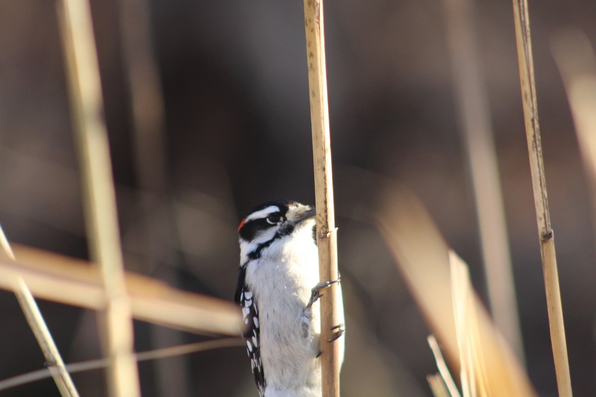 Downy Woodpecker - ML646481375