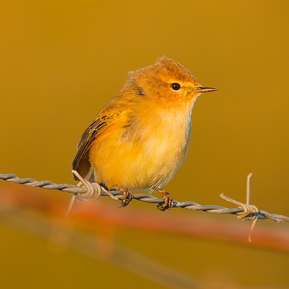 Common Chiffchaff - ML646481376