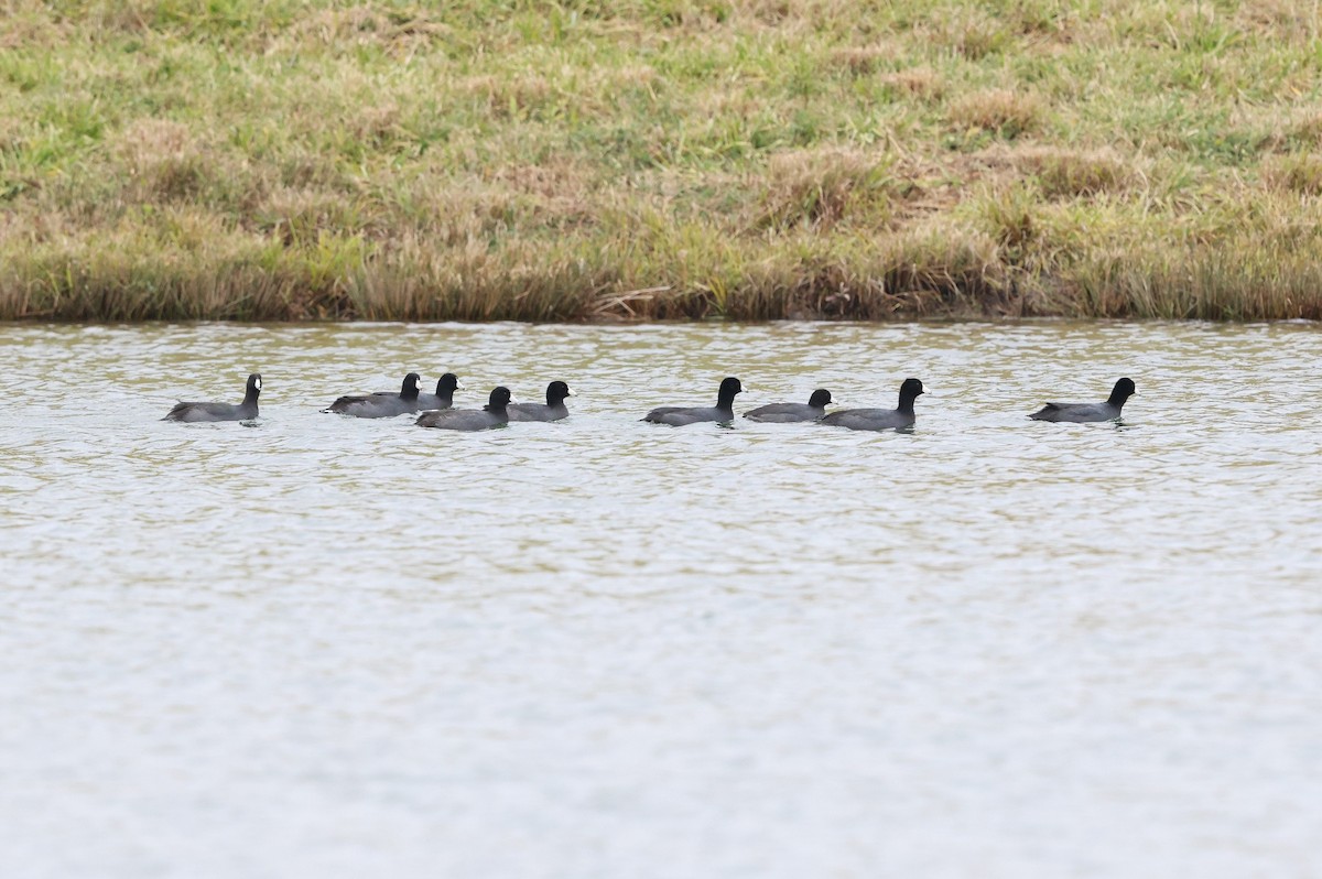 American Coot (Red-shielded) - ML646481377