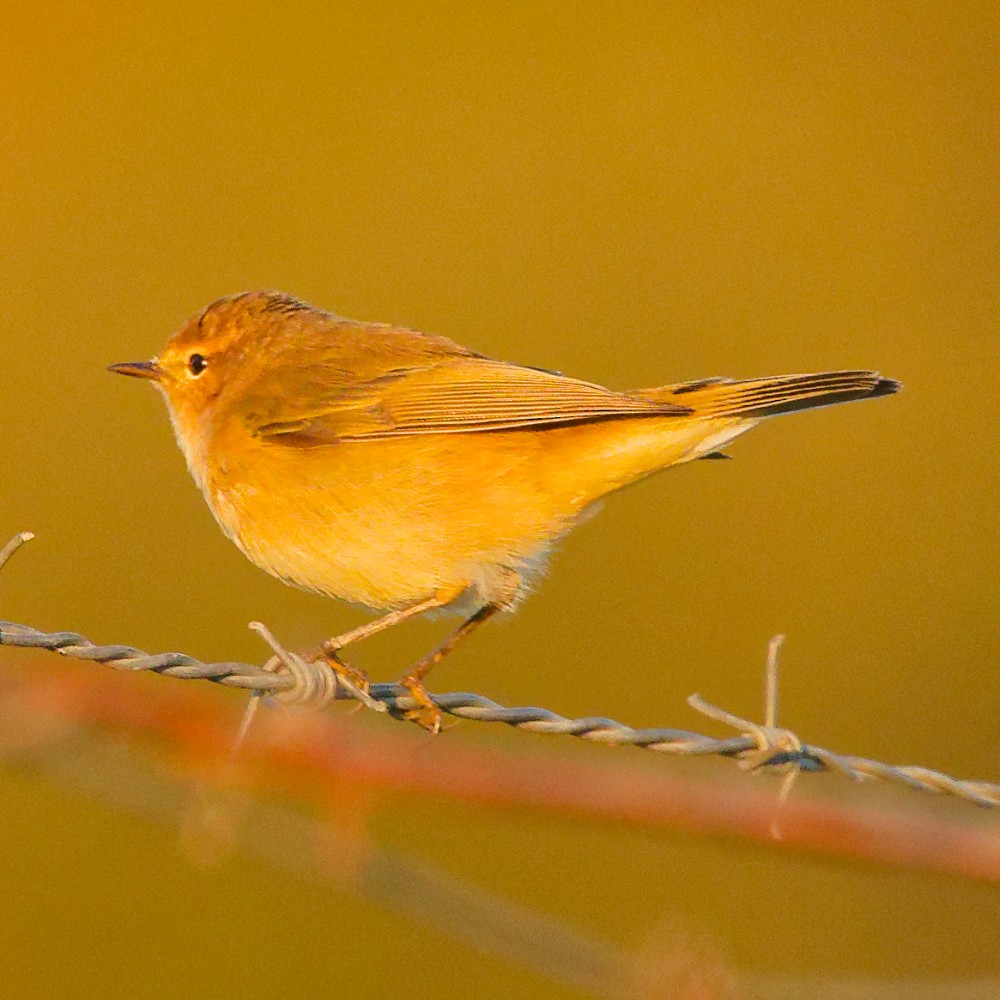 Common Chiffchaff - ML646481378