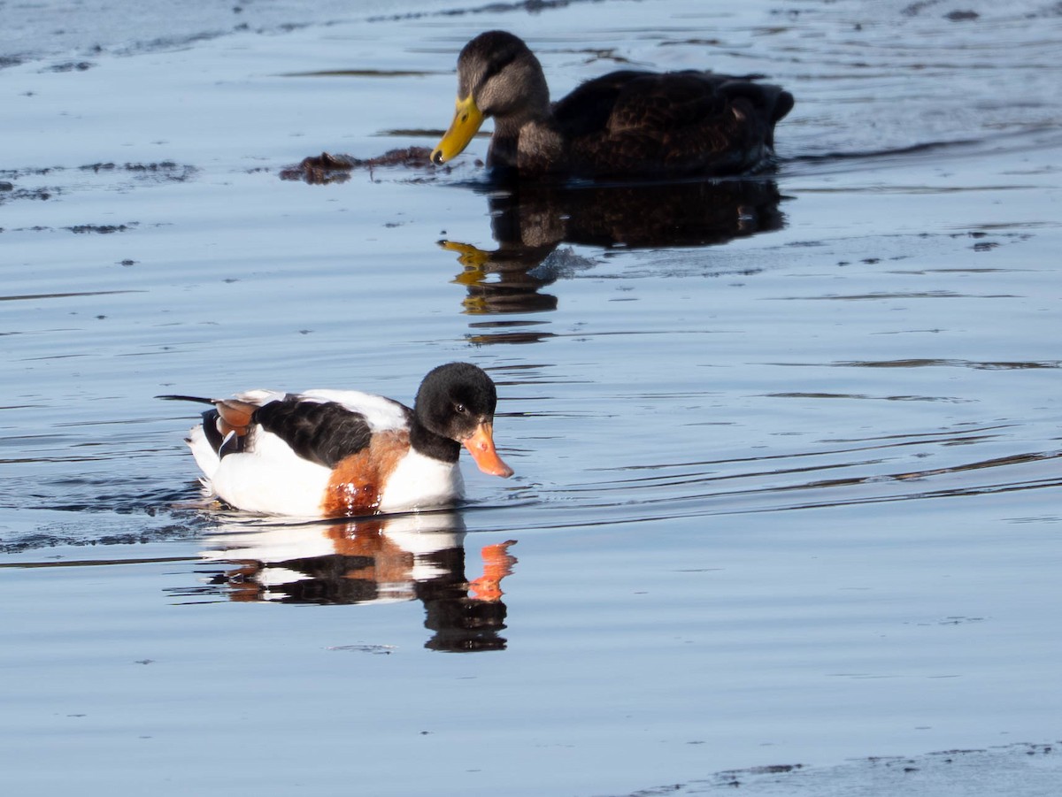 Brandgans - ML646481379