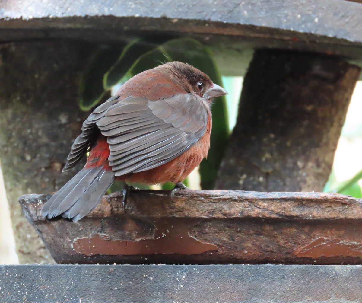 Silver-beaked Tanager - ML646481380