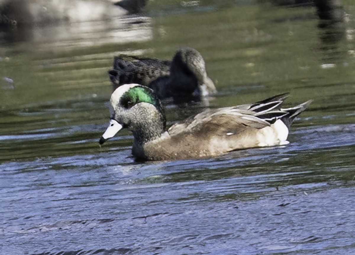 American Wigeon - ML646481381