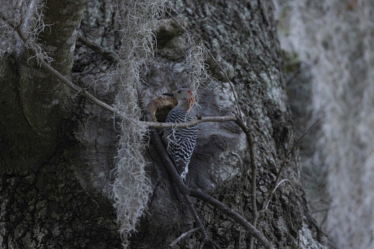 Red-bellied Woodpecker - ML646481382
