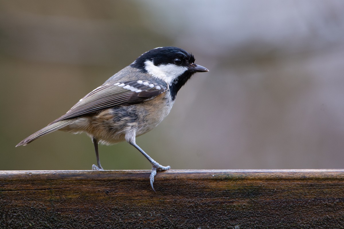 Cincia mora - ML646481383